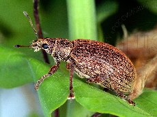 имаго-латерально